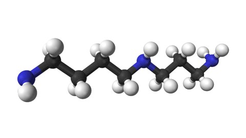 A spermidine molecule model.