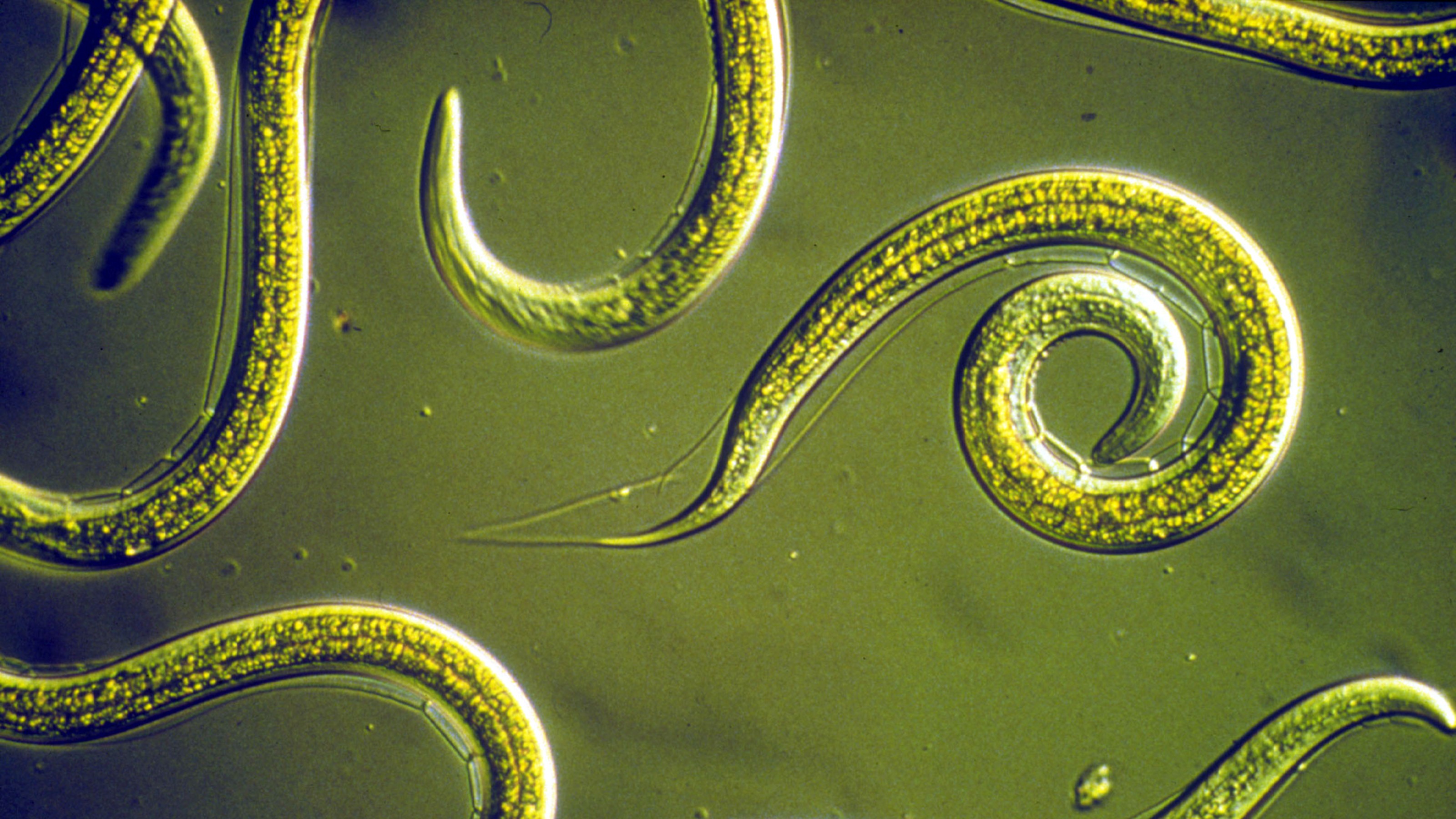 A close up of worms in a liquid.