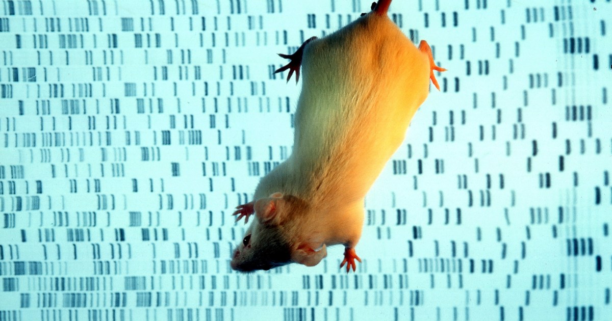 Genome editing reverses autistic behaviors in mice