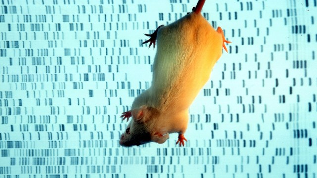 A rat is floating in front of a DNA screen, exhibiting an autistic behavior.