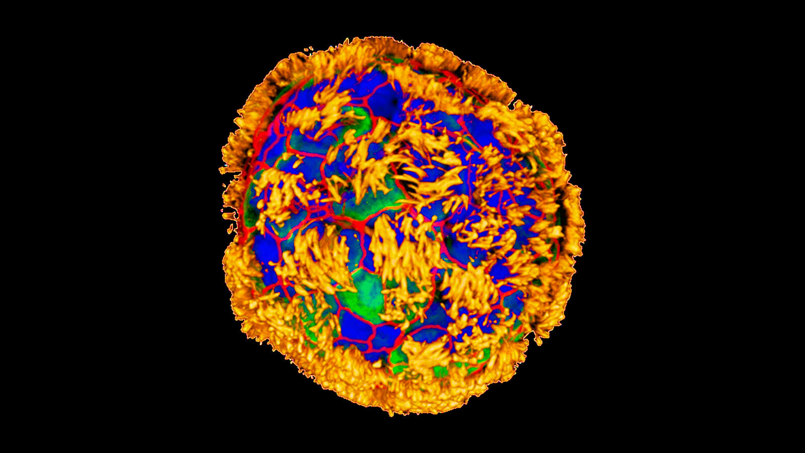 An image of a blue, yellow, and green cell.