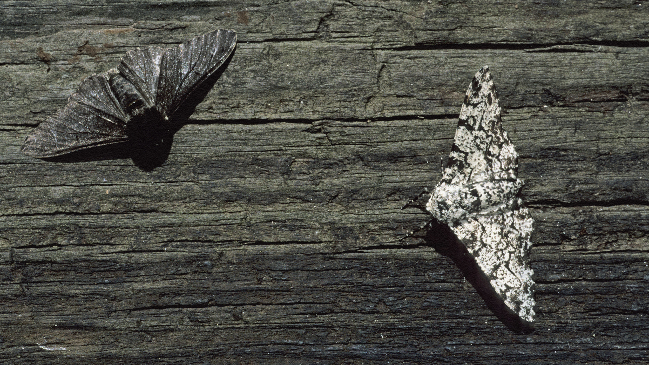Two moths on a wooden surface in anthropogenic earth.