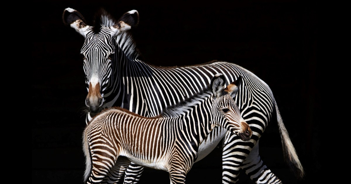 The "Zebra Effect": Why collaboration matters thumbnail