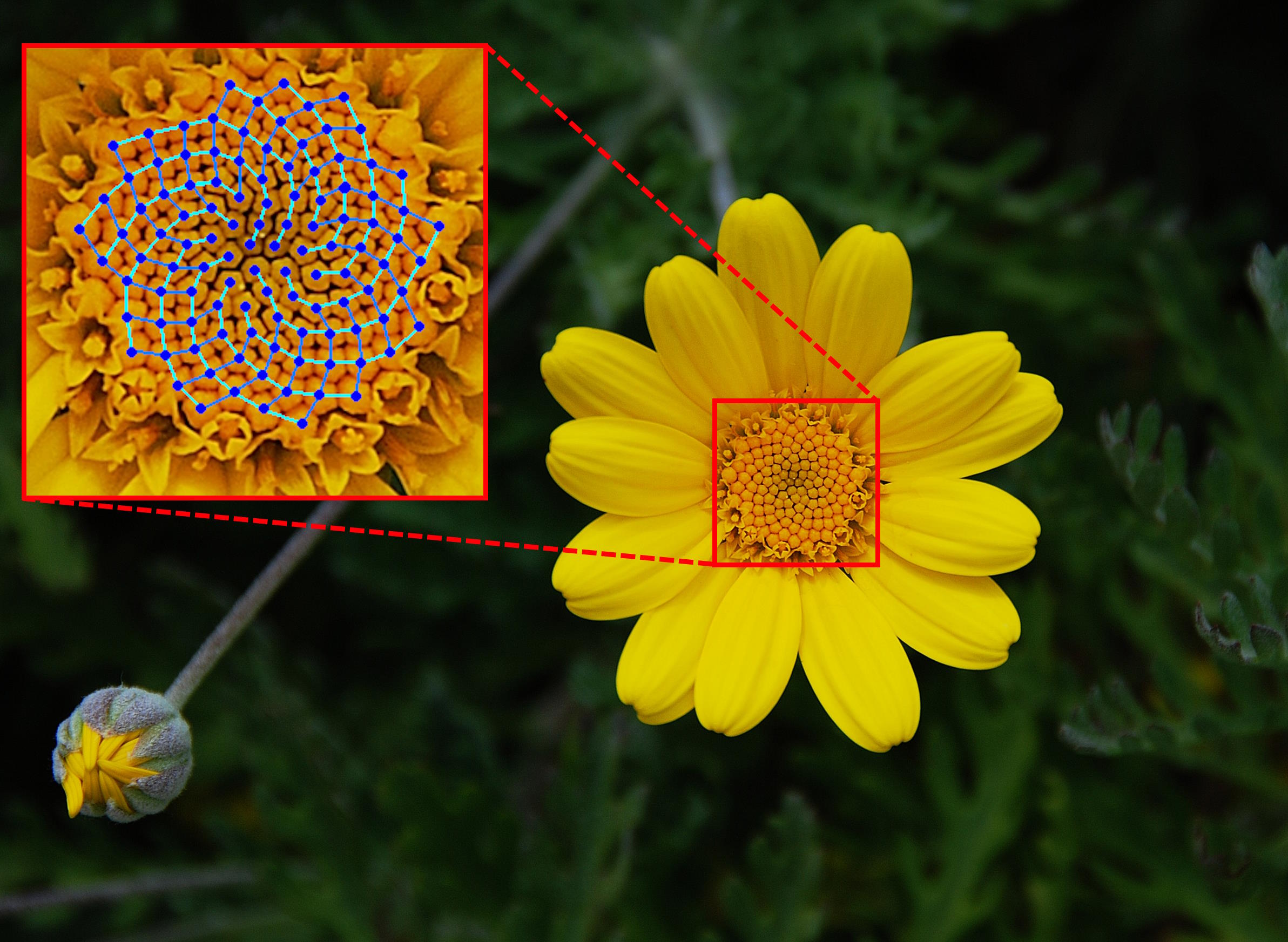 A yellow flower with a blue circle in the middle, providing an explanation of the Fibonacci sequence.