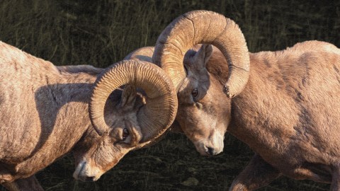 Two large horned rams.