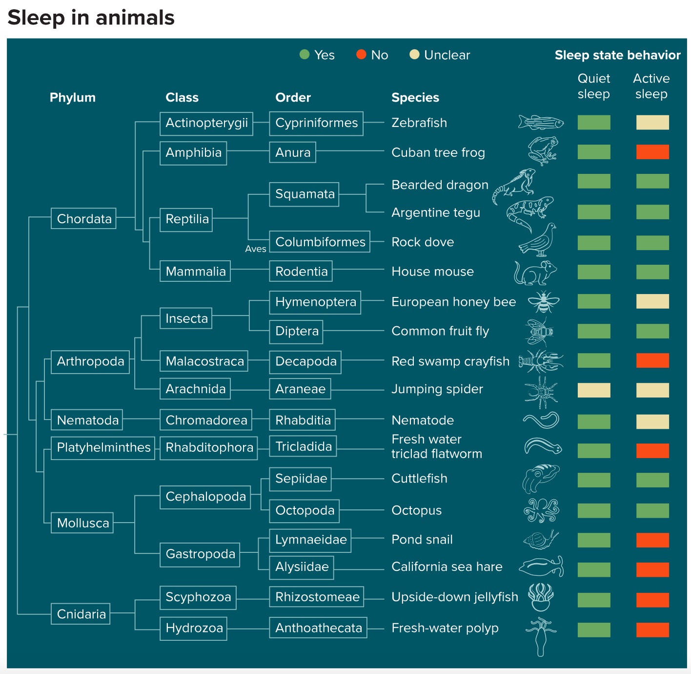 A diagram showing the different types of sleep in animals.