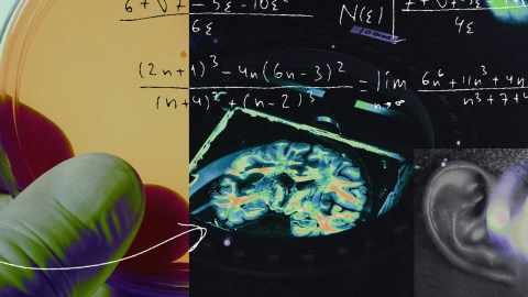 Why are human brains the biggest?  Science Questions with Surprising  Answers