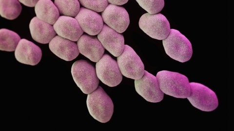 A close up image of a group of pink bacteria on a black background.