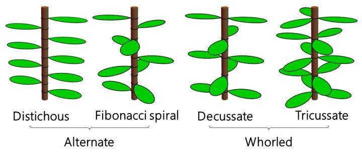A diagram explaining the stages of a plant using the Fibonacci sequence.