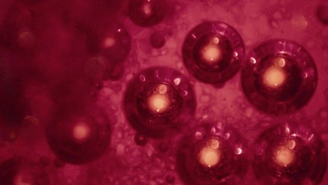 A close up of a red blood cell containing stem cells.