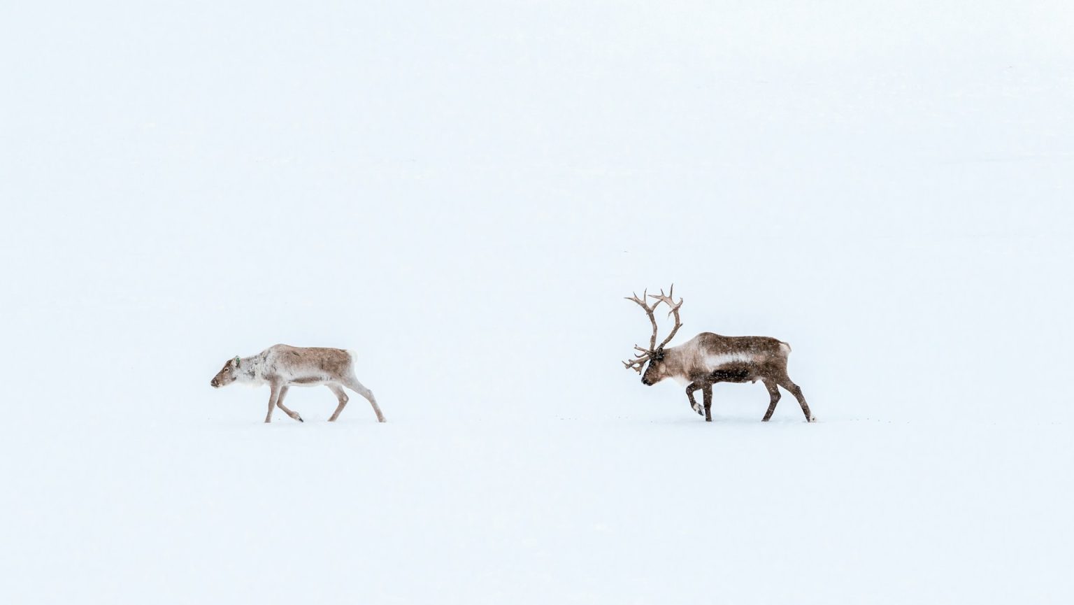 Two reindeer walking across a snowy field.