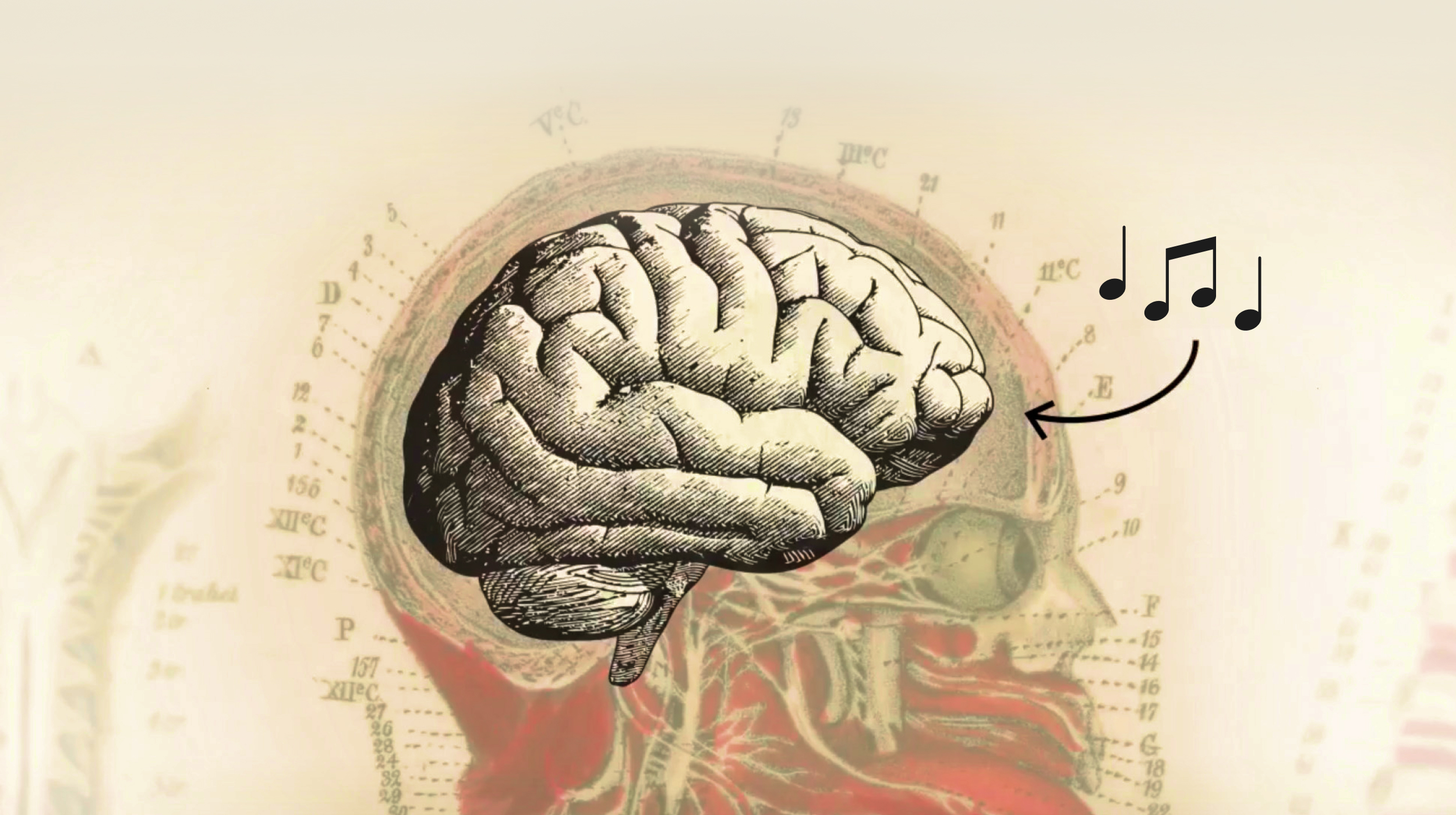 An illustrated human brain with musical notes to suggest the concept of music and cognition against a vintage anatomical background.