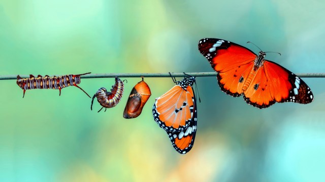 Stages of butterfly metamorphosis, from caterpillar to chrysalis to adult butterfly: a symbol of leaders' reinvention.