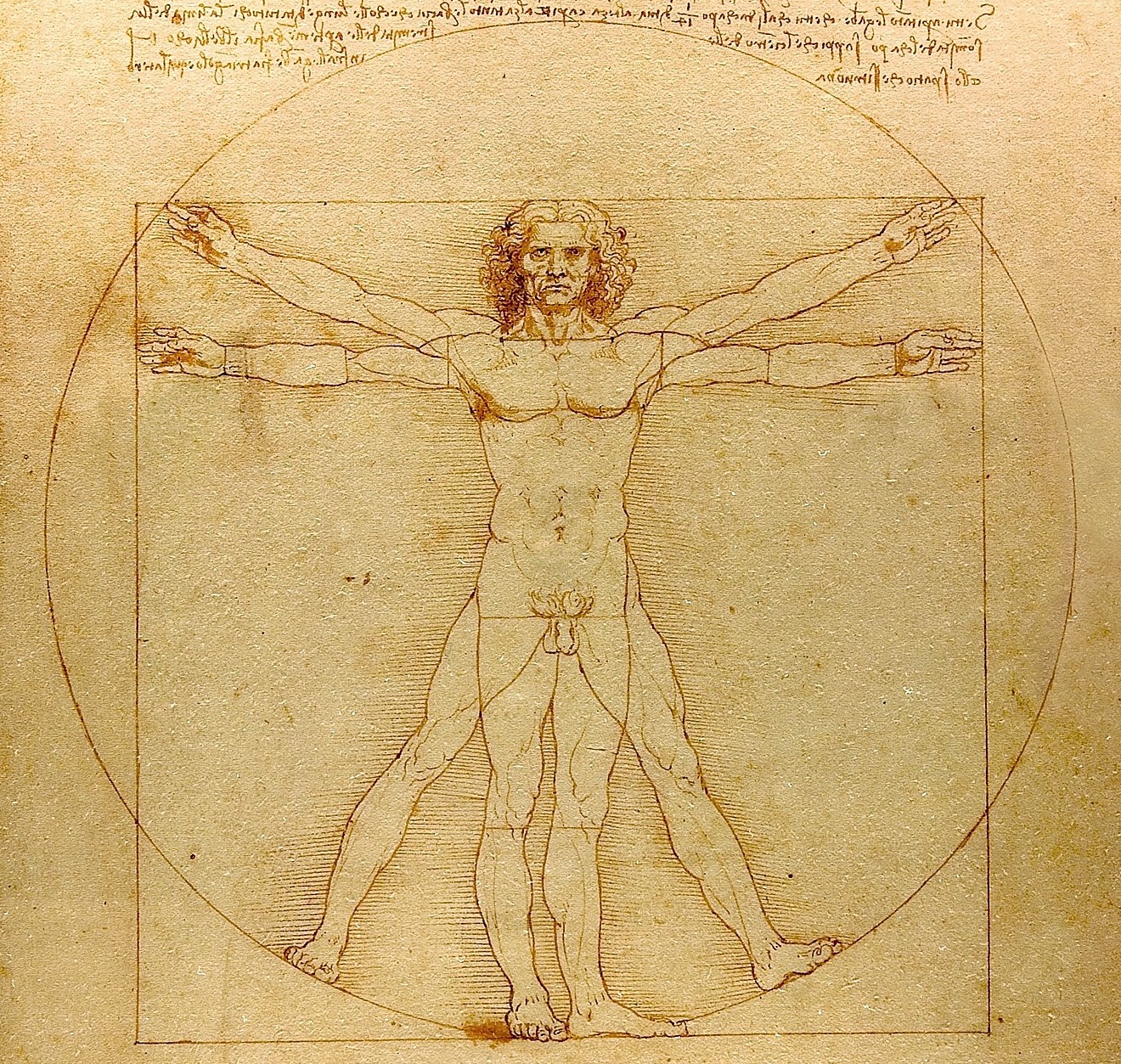 A drawing of the vitruvian man by leonardo da vinci, illustrating human body proportions within a circle and a square.