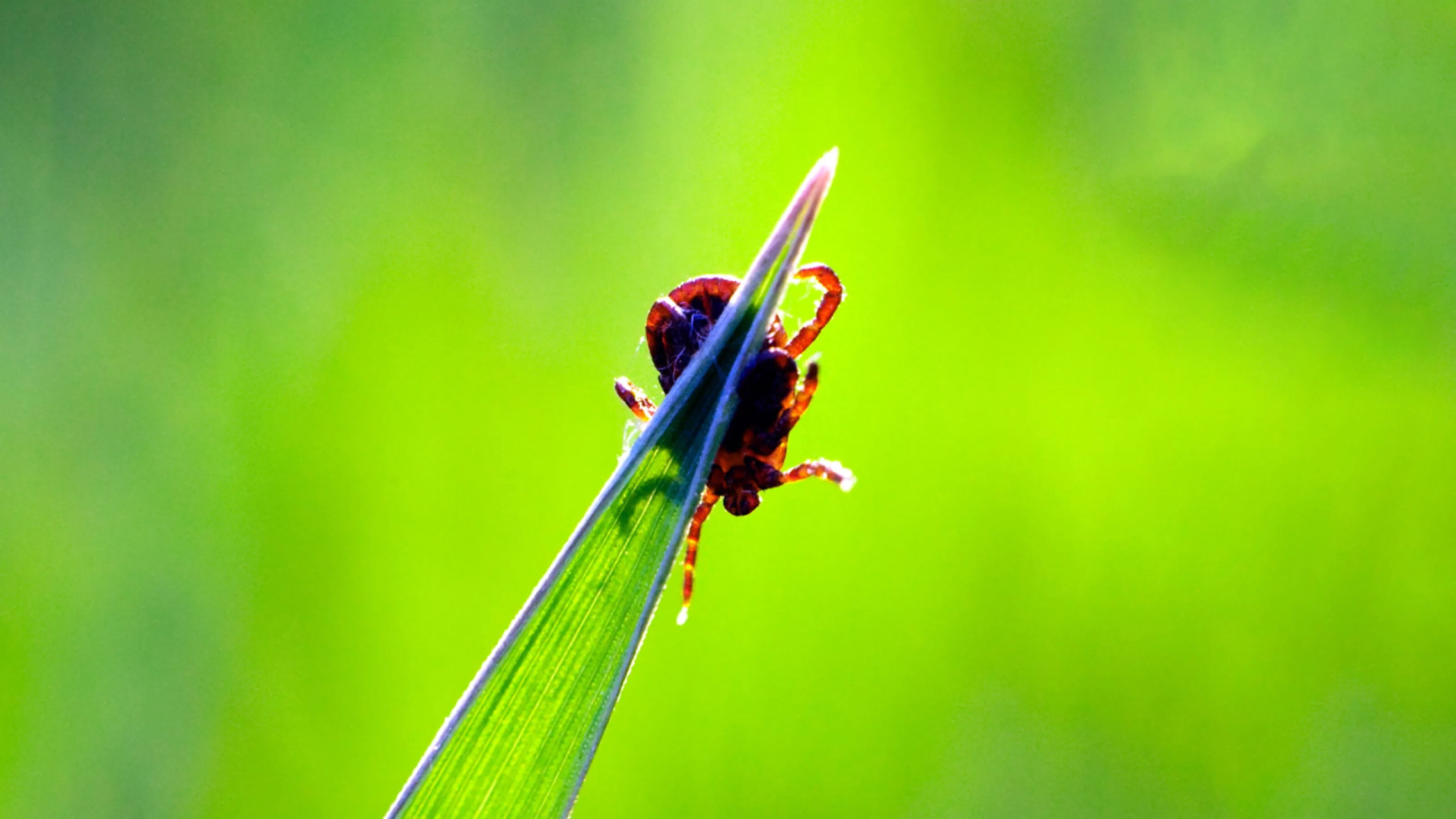 A tick clinging to a blade of grass against a green background.