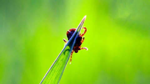 A tick clinging to a blade of grass against a green background.