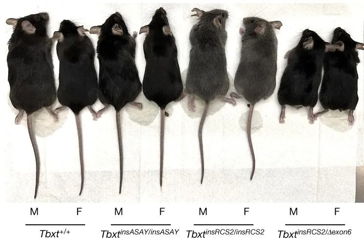 Eight genetically modified mice aligned in alternating male and female order, showcasing different genotypes for scientific comparison.