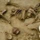 Partial skeleton of a small animal embedded in dirt, with visible spine, ribcage, and skull, accompanied by three stones.
