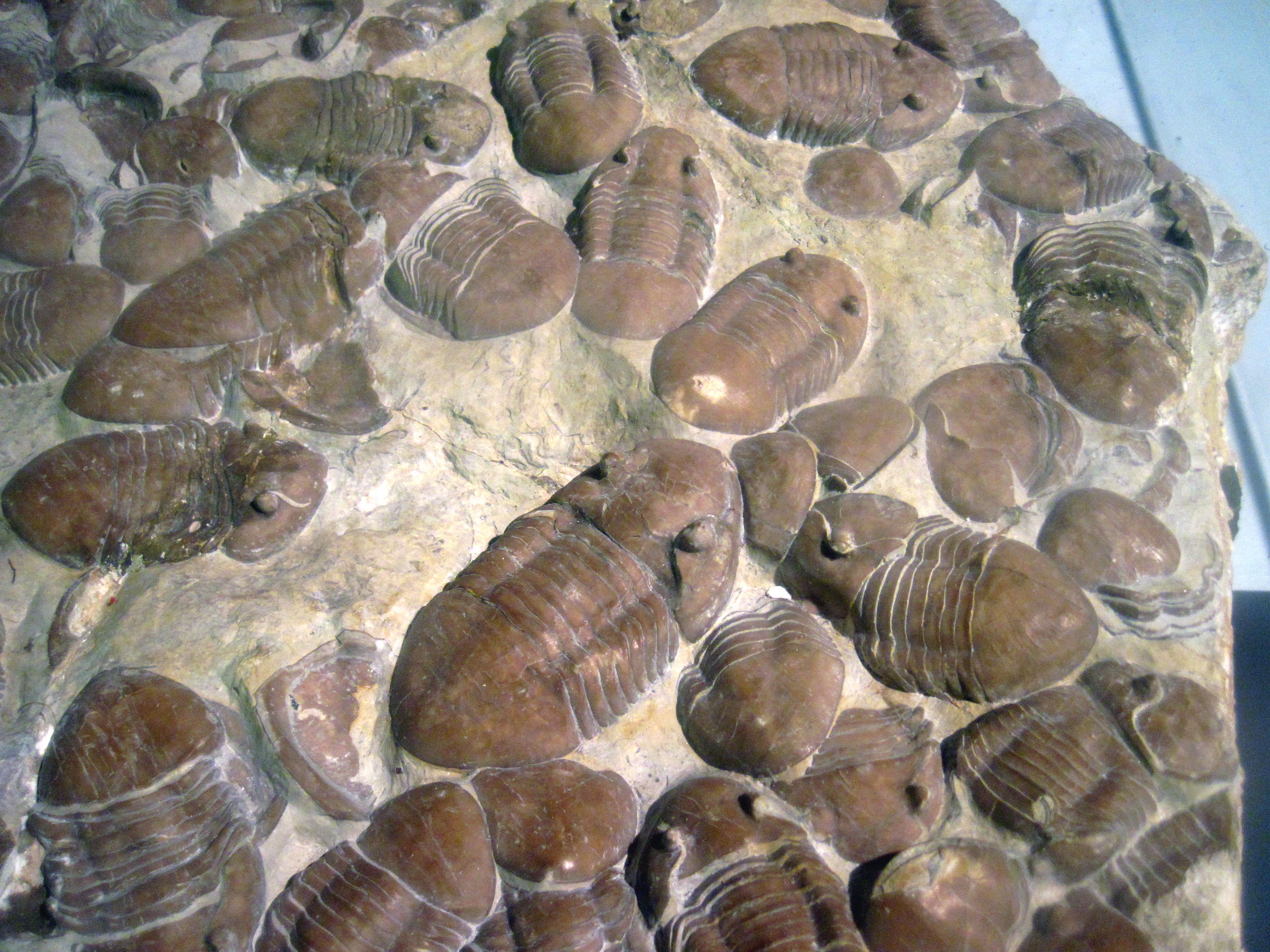 A cluster of fossilized trilobites embedded in rock from a time before mammals appeared.