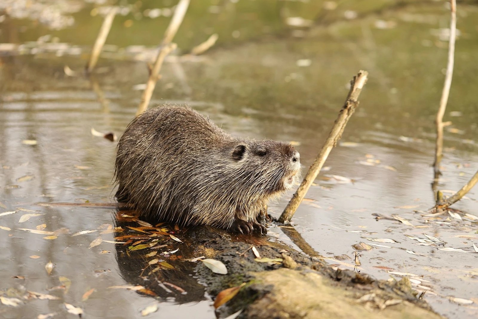 A nutria, one of the mammals, appeared sitting by the water's edge among fallen leaves and twigs.
