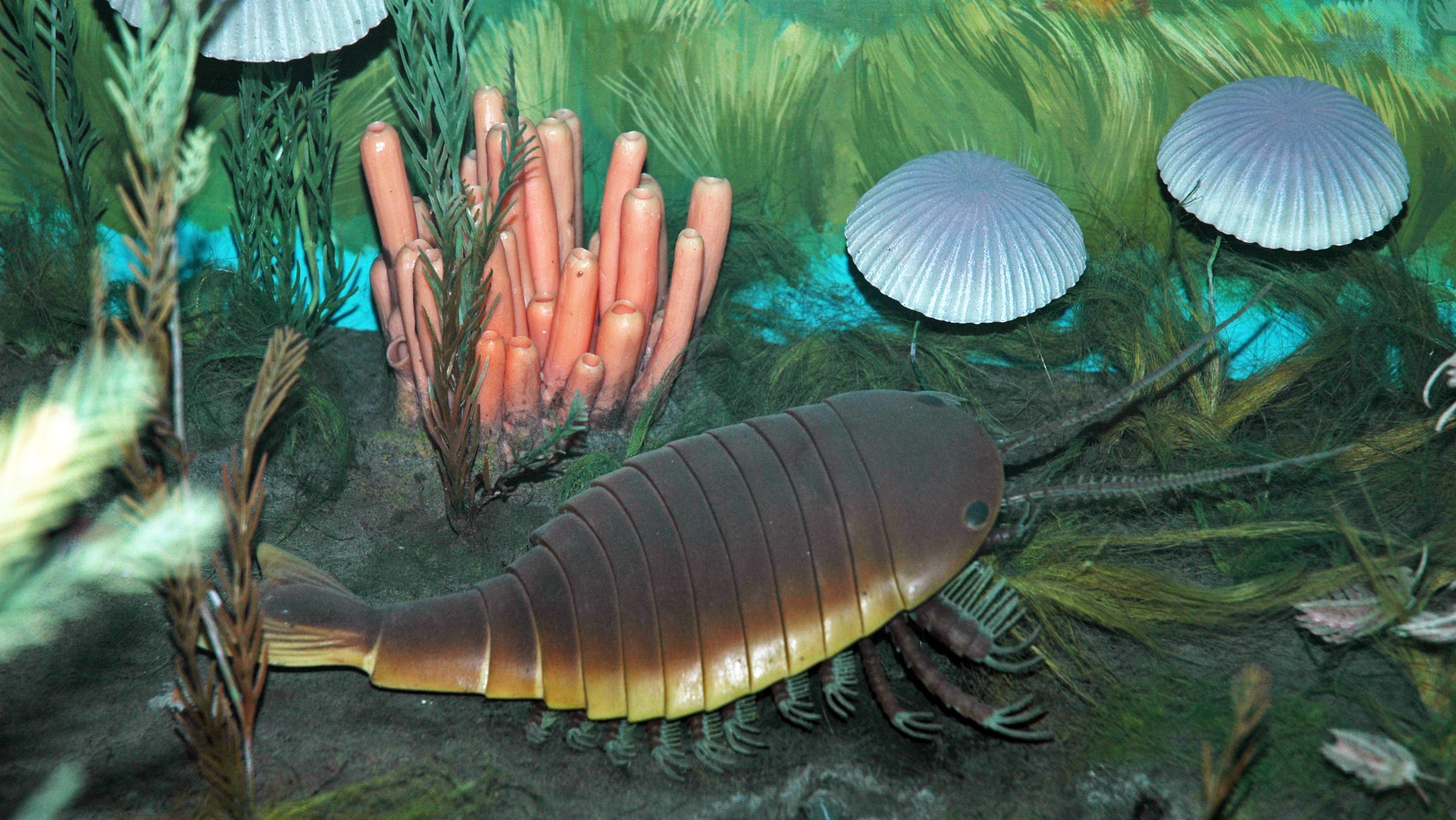 Burgess Shale cambrian explosion