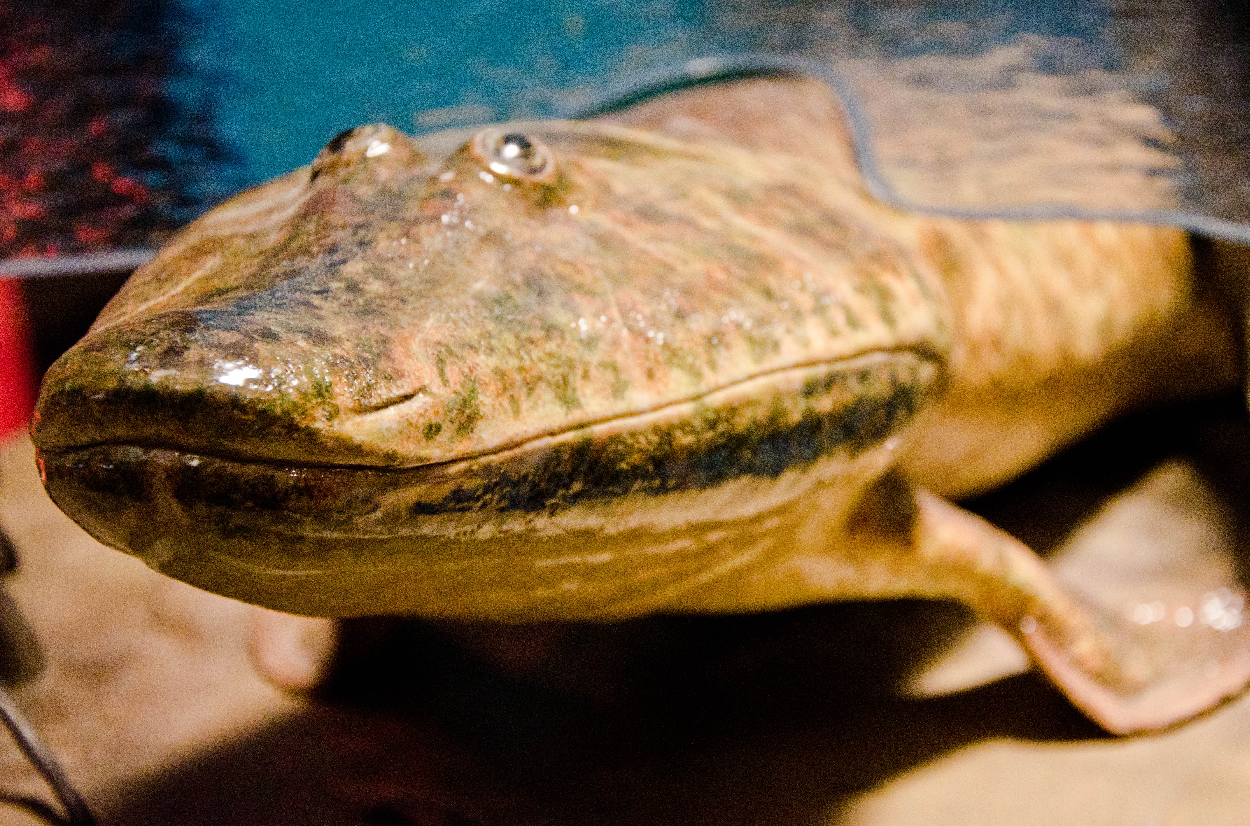 Close-up view of a lungfish out of water as mammals appeared.