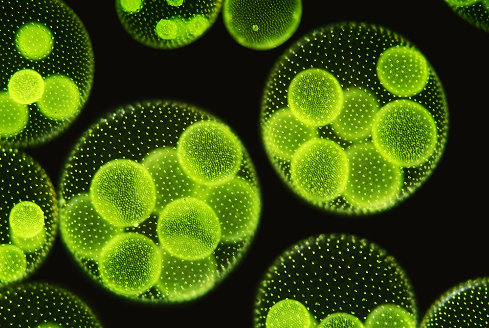 Bioluminescent algae, a complex form of life on earth, visible under a microscope, glowing in a dark field.
