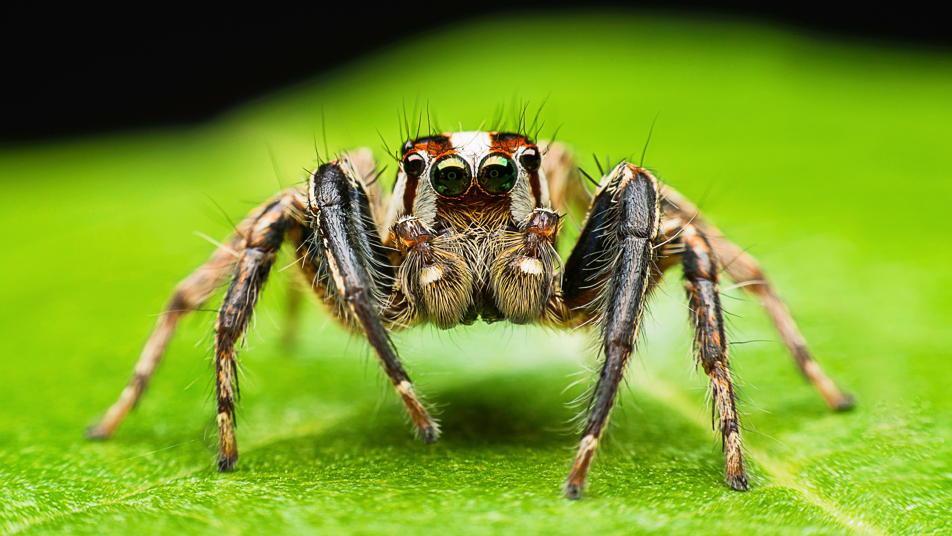 Close-up of a jumping spider on a green leaf.
