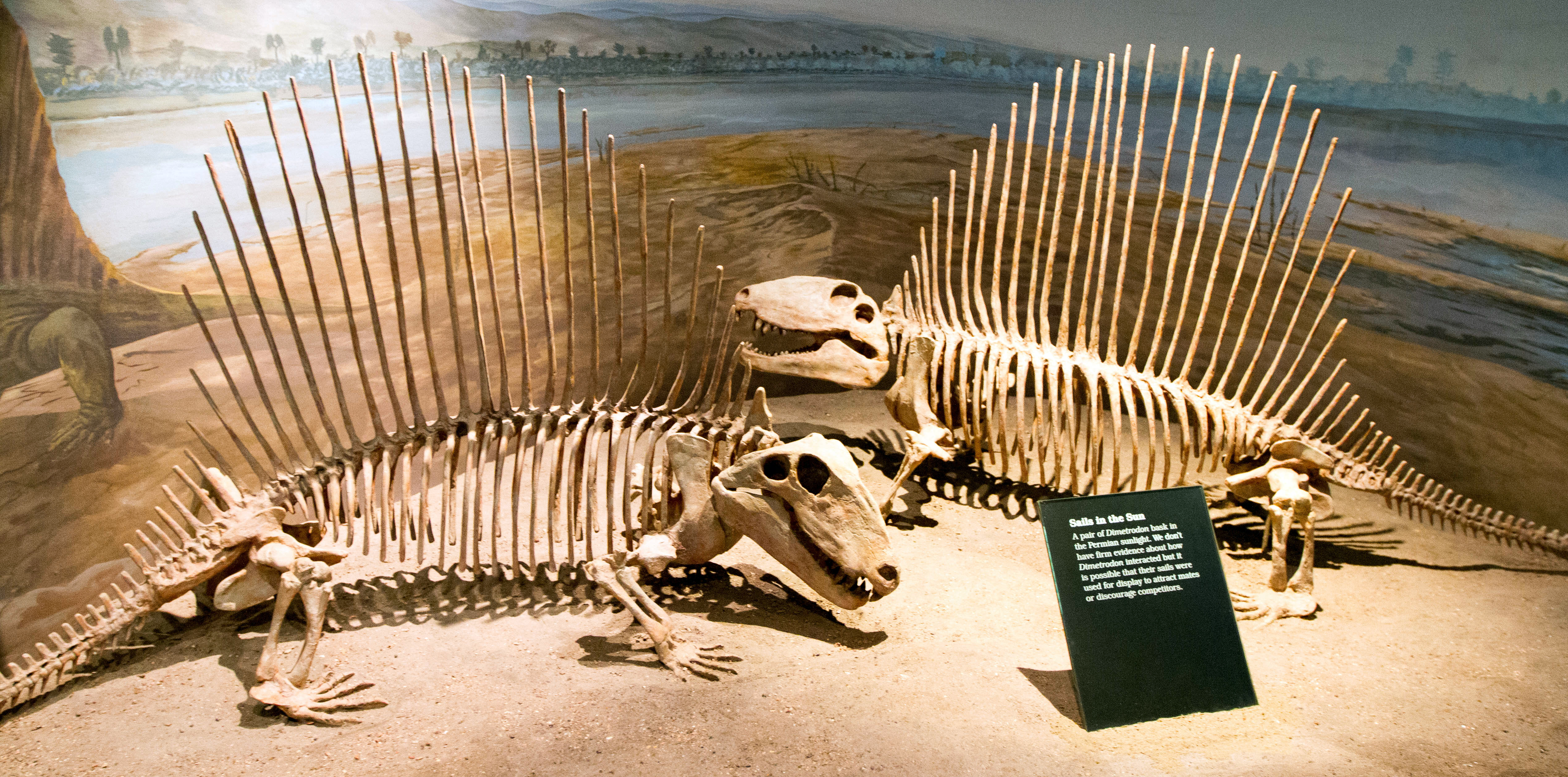 Fossil replicas of dimetrodon sp., predating the era when mammals appeared, on display in a museum exhibit, showcasing their distinctive sail-like spines.