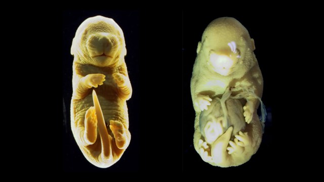 Two images of shark embryos against a black background, showing developmental stages with visible internal structures.