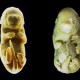 Two images of shark embryos against a black background, showing developmental stages with visible internal structures.