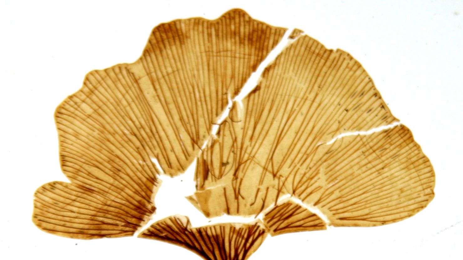 Pressed and dried ginkgo biloba leaf with visible veins and a tear.