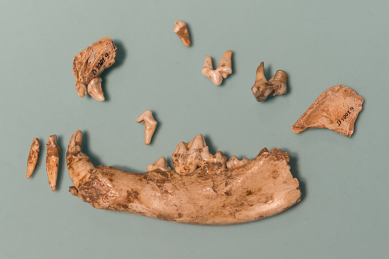 A display of various ancient bone fragments and teeth on a teal background, each piece labeled with identifiers.