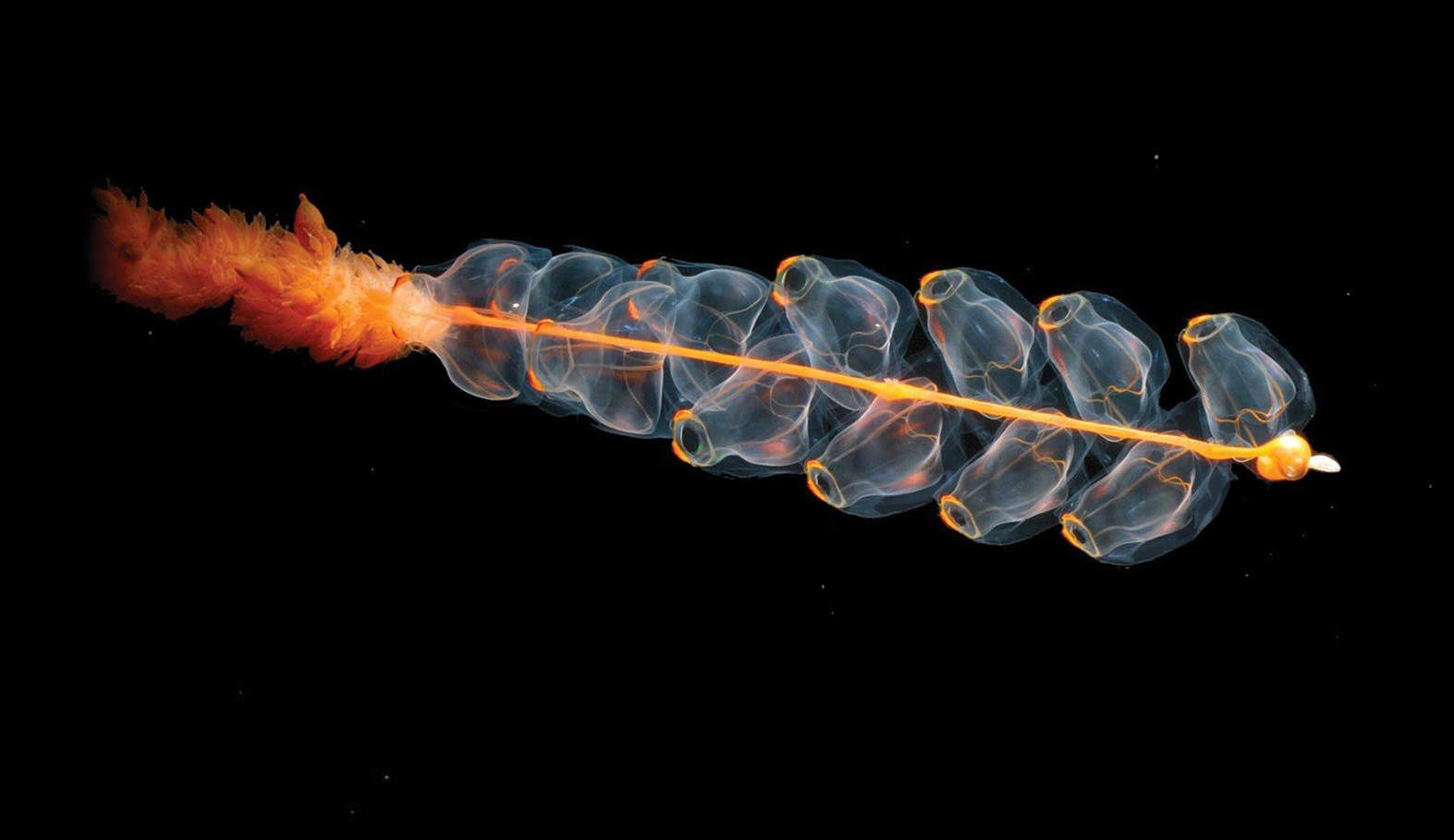 A translucent sea creature, showcasing the complex beauty of life on Earth, with a chain of bead-like structures against a black background.