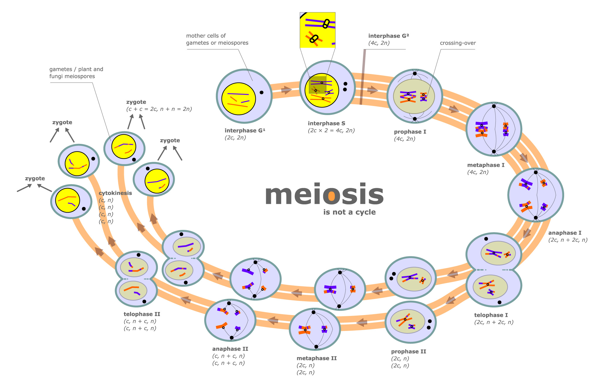 An educational diagram illustrating the complex stages of meiosis, emphasizing that it is not a cyclical process.