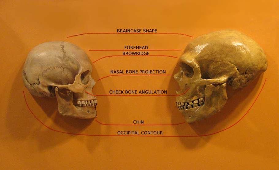 Two human skulls facing each other with labeled anatomical features highlighted on the earth.
