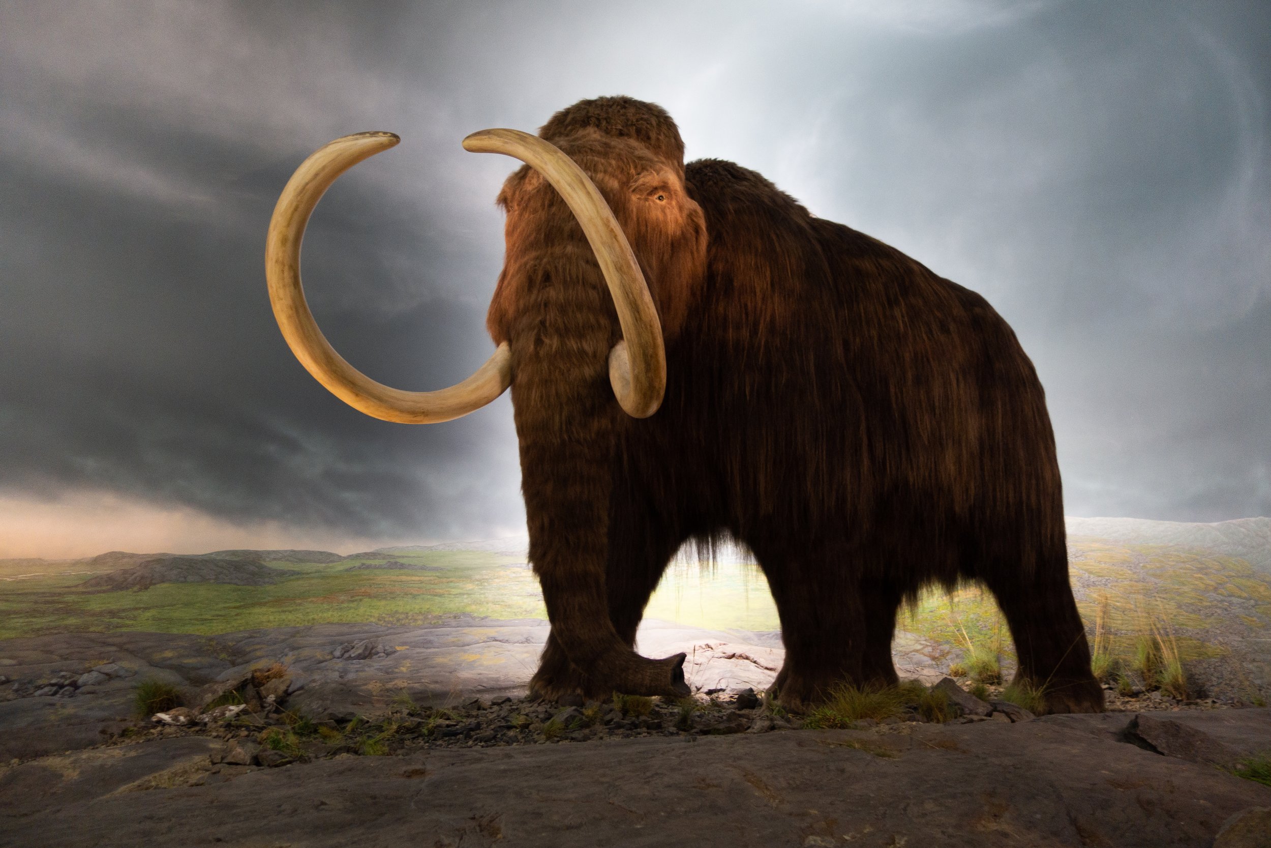 A life-size model of a woolly mammoth standing against a dramatic prehistoric landscape backdrop transformed by human activity.