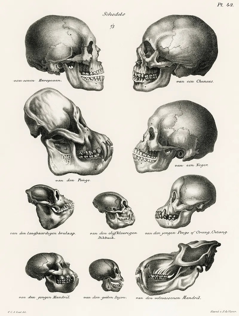 Ilustração de vários crânios de primatas, incluindo humanos, mostrando anatomia comparada quando os humanos surgiram.