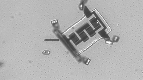 Microscopic image of a small electronic component with clear details of its structure and connections against a gray background.