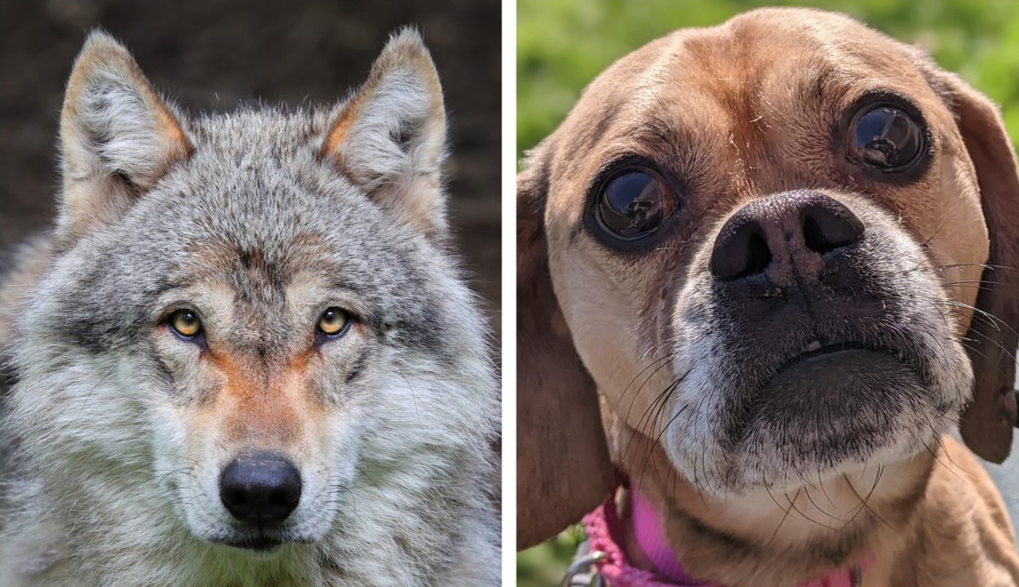 Split image of a gray wolf facing forward on the left and a brown puggle dog looking up on the right, both against blurred natural backgrounds.