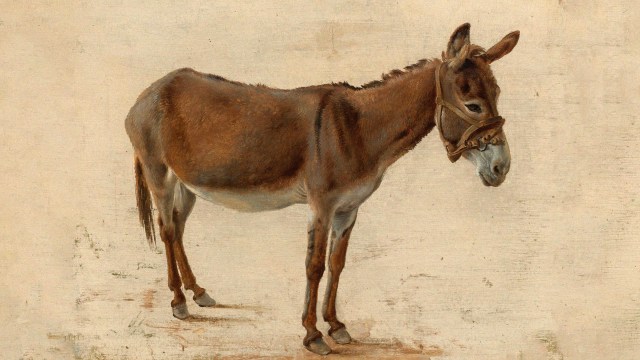 A realistic painting of a brown donkey with a bridle, standing on a light-colored ground, viewed from the side.