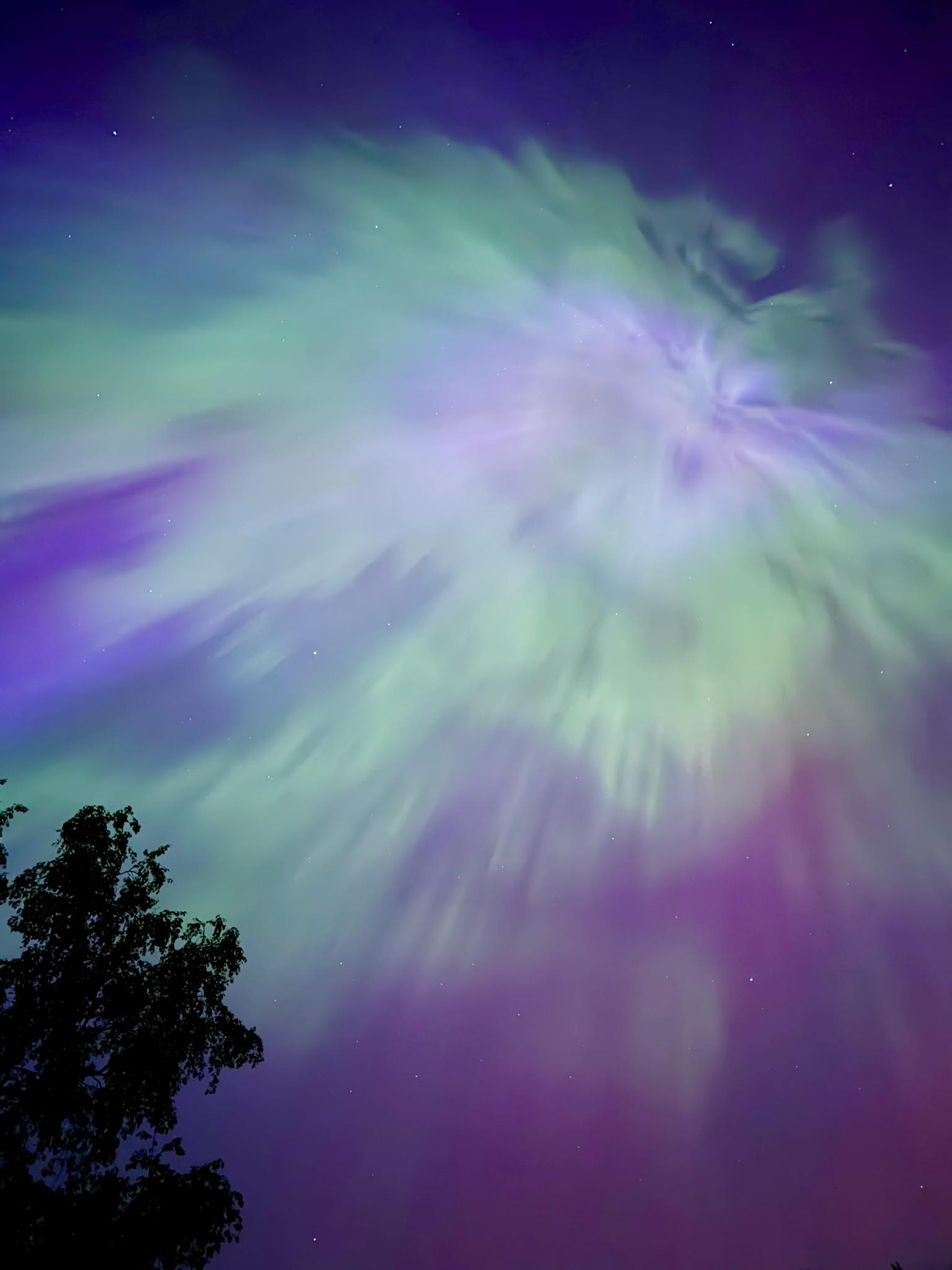 A vibrant aurora borealis with green and purple hues in a starry sky, viewed over the silhouette of a tree, reminiscent of the "aurora hubble" phenomenon.