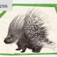 A detailed black and white illustration of a porcupine is centered on a worn paper background with a green border.
