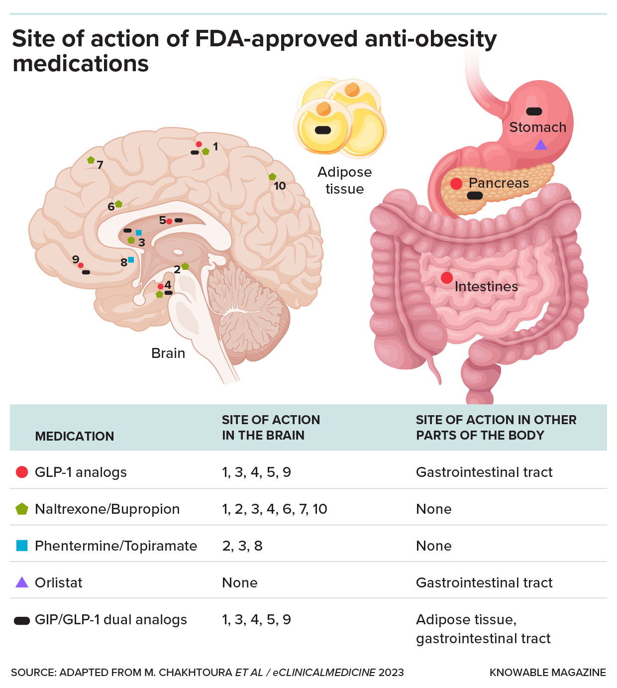 Illustration depicting the site of action of FDA-approved anti-obesity medications in the human brain and other parts of the body, labeled with numbers linking to a key below.