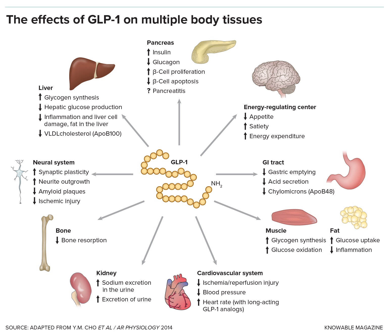 Illustration depicting the effects of GLP-1 on various human body tissues, including liver, pancreas, brain, and heart, highlighting both positive and negative impacts.