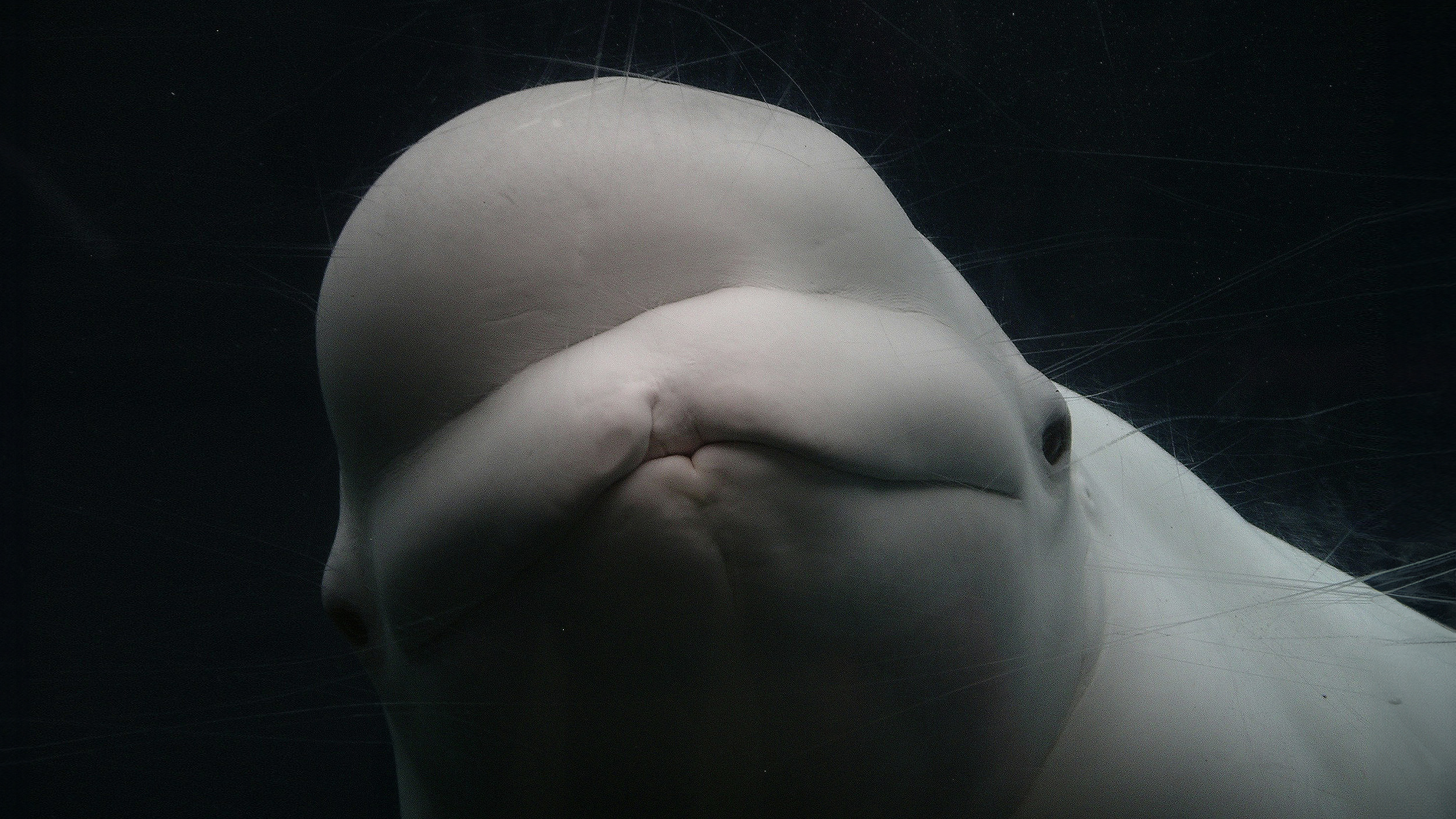 Close-up of a beluga whale's head with visible facial creases, communicating in an alien language, against a dark water background.