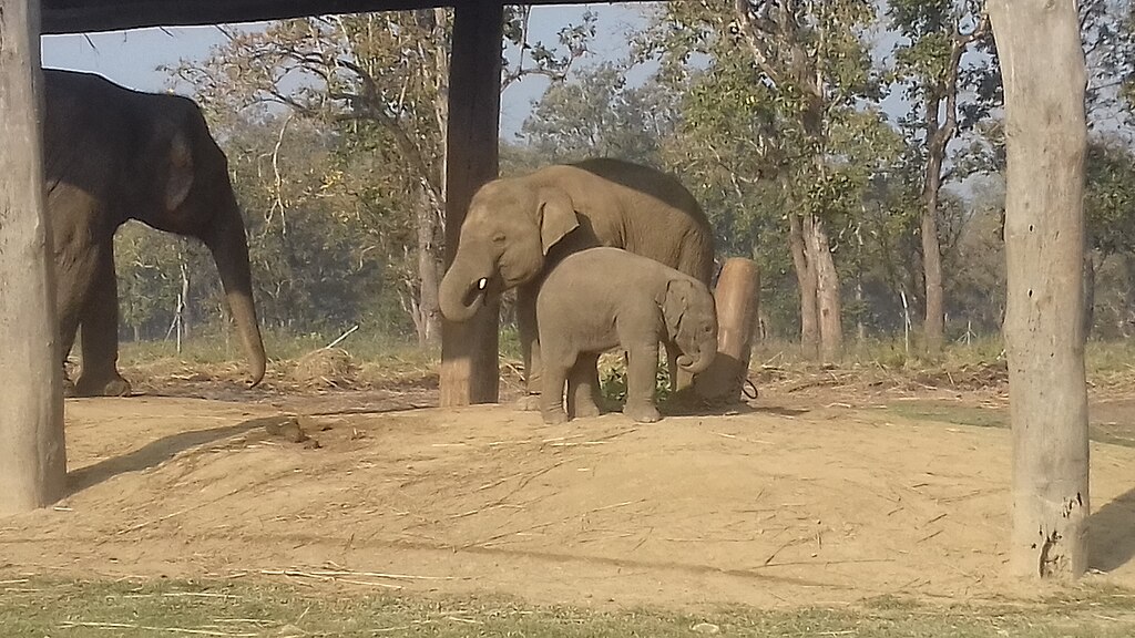 Two elephants, one adult and one juvenile, stand close together in a sandy area under a structure, surrounded by trees.