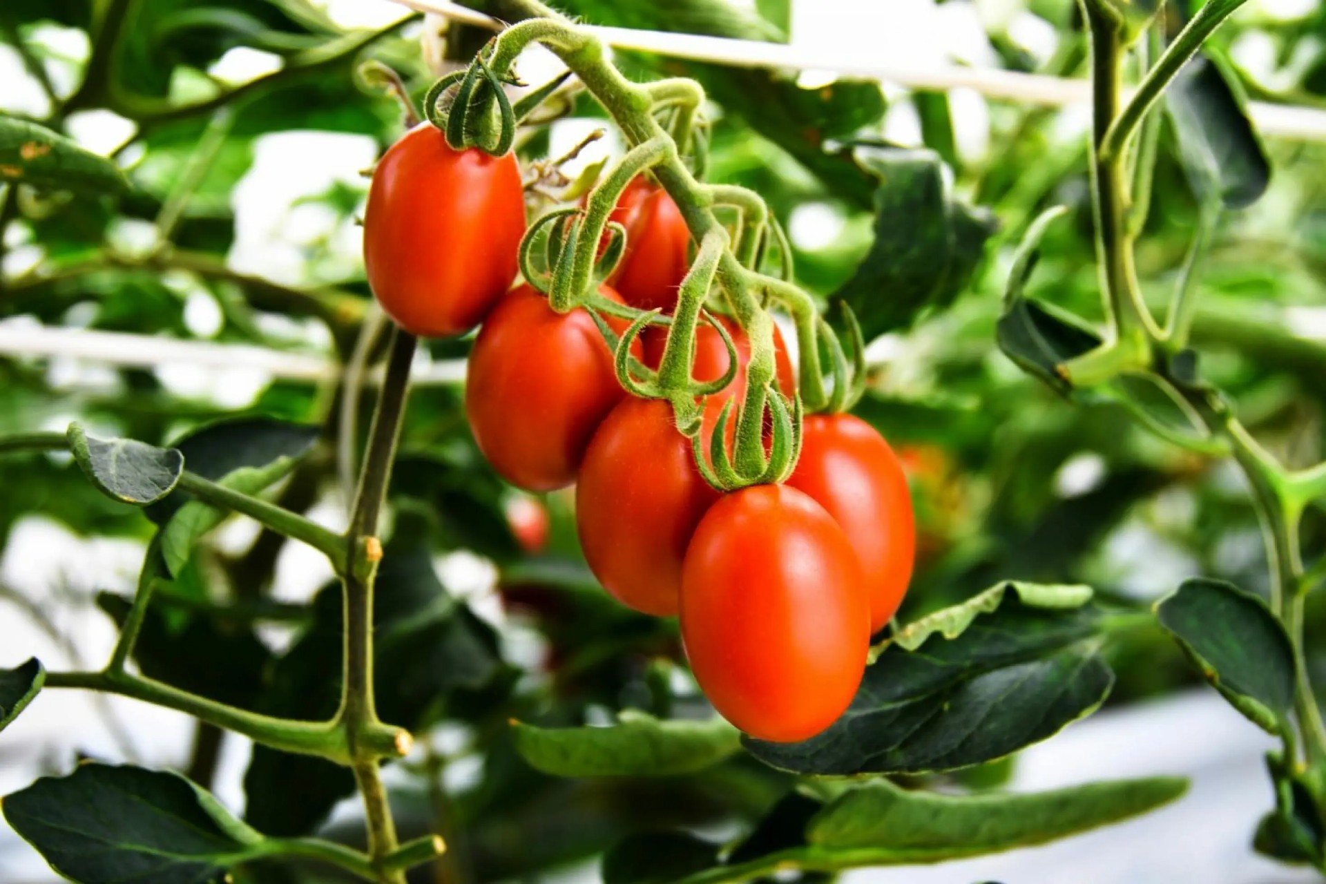A cluster of ripe red tomatoes hangs from a vine amidst green leaves in a garden setting.