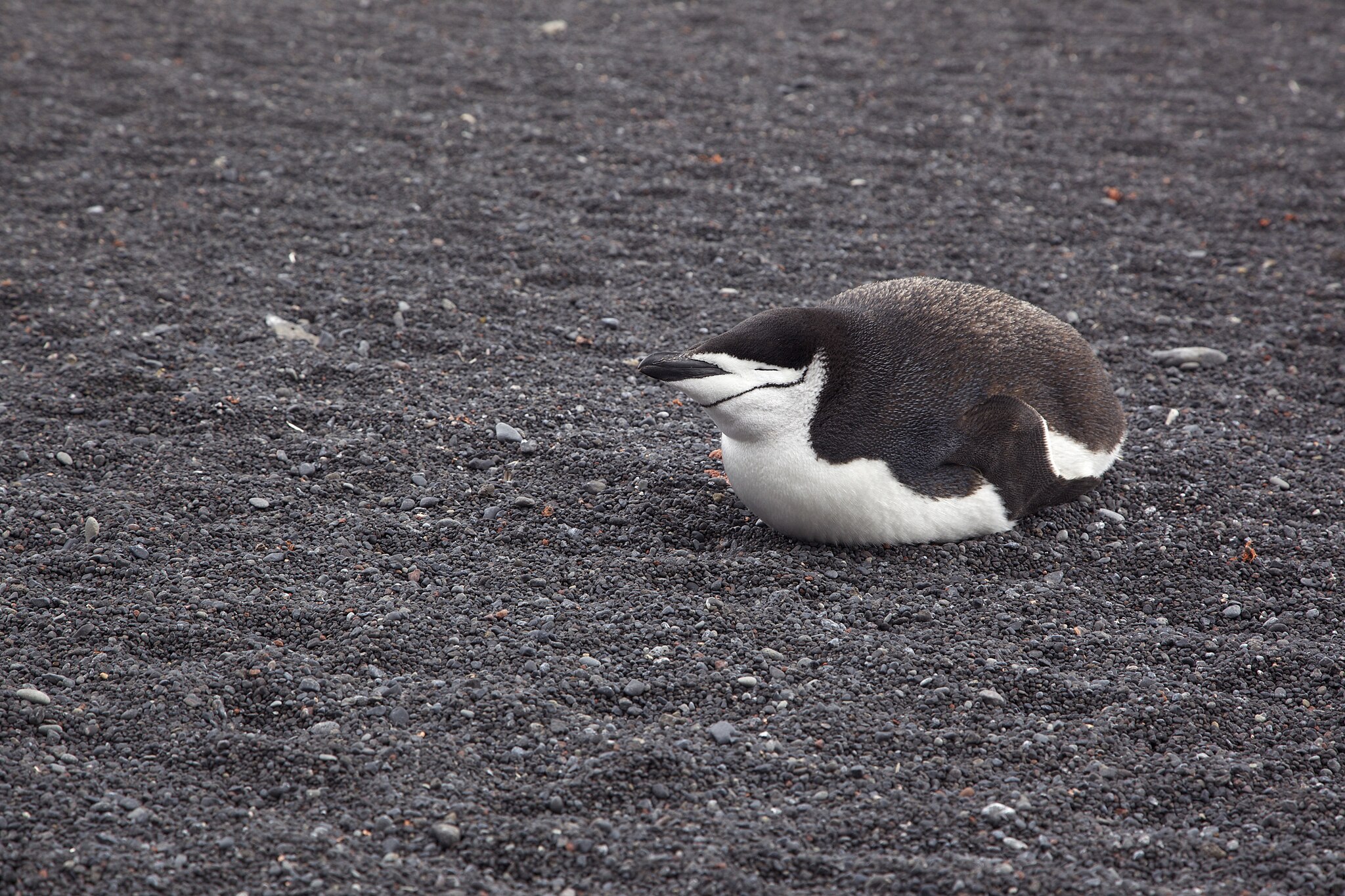 A chinstrap penguin rests on a rocky, dark beach, lying flat on its belly with its flippers close to its body.