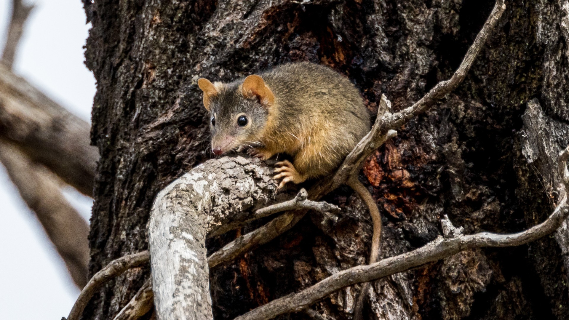 A small, brown rodent with a pointed nose and round ears clings to a tree branch amidst rough bark.